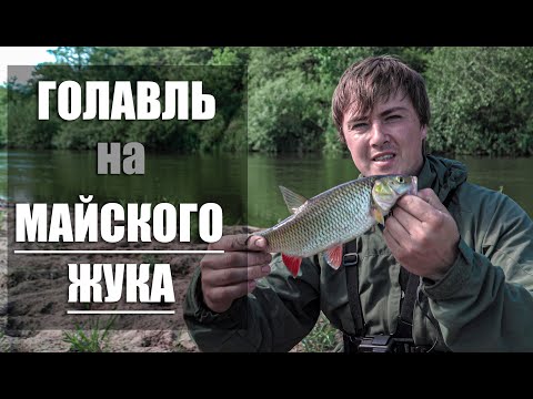 Видео: Рыбалка на голавя /100 % РЕЗУЛЬТАТ/ Поход с рыбалкой