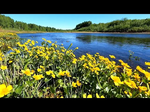 Видео: Побитый ОКУНЬ на УДОЧКУ / Как он только выжил / Рыбалка в красивых местах Республики Коми