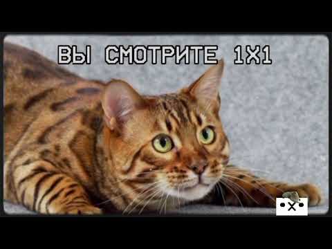 Видео: рестарт эфира (1х1 20.07.2024)