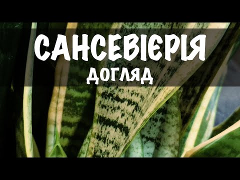 Видео: Пересадка сансевієрій. Догляд