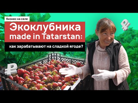 Видео: Экоклубника made in Tatarstan: как зарабатывают на сладкой ягоде
