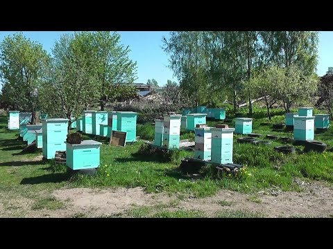 Видео: 2018 г. Ставлю вторые корпуса на даданы.Первое противороевое мероприятие.