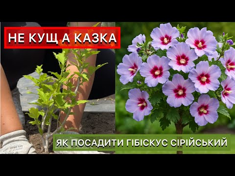 Видео: Гібіскус сирійський, посадка без помилок
