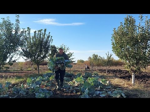 Видео: Они меня ждут. Поросята подросли.