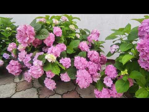 Видео: Крупнолистная гортензия в горшке.🌸🌿🍃💥💥🌸🌸🌸