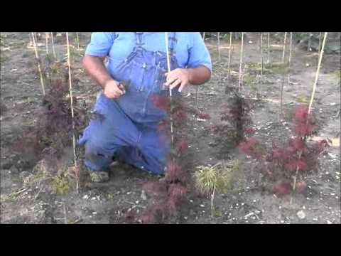 Видео: Подготовка японских кленов к правильному росту