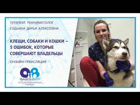 Видео: Клещи, собаки и кошки - 5 ошибок владельцев