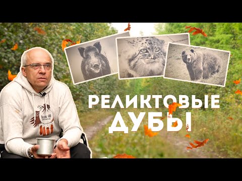 Видео: РЕЛИКТОВЫЕ ДУБЫ