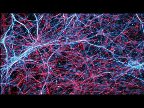 Видео: Клинический случай: аутоиммунная полинейропатия. Нодо-/паранодопатия у 26-летнего пациента