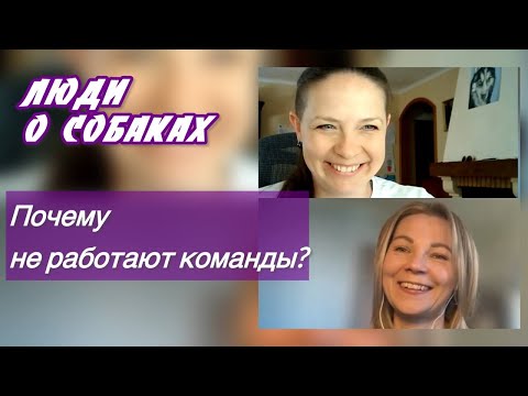 Видео: Команды для собак или для хозяев?