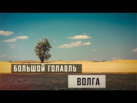 Видео: Большой Голавль. Волга.
