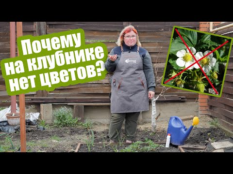 Видео: Сделайте ТАК, если земляника не цветет!