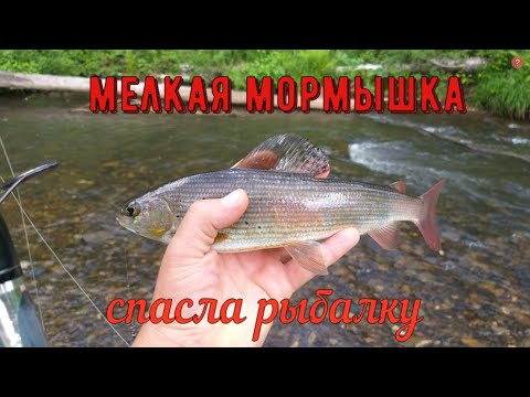 Видео: ХАРИУС НА МОРМЫШКУ (мушку) С ПОПЛАВКОМ ПО РЕЧКЕ. СПАС ОТ ПИЯВКИ???