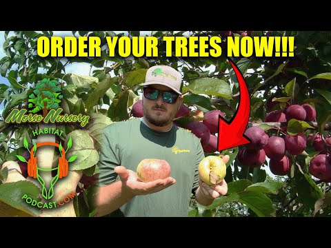Видео: Почему именно сейчас самое лучшее время заказать фруктовые деревья у Фрэнка Брока из питомника Morse