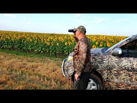 Видео: Разведка, как искать Вяхиря перед открытием охоты...#охотанавяхиря