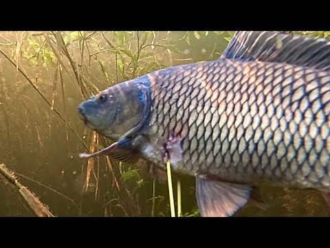 Видео: ЛОГОВО САЗАНА. ПОДВОДНАЯ ОХОТА В ПОИСКЕ САЗАНА