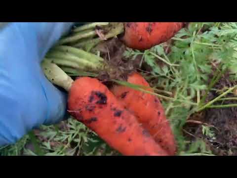 Видео: Мульча