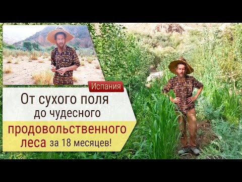 Видео: От сухого поля до чудесного продовольственного леса за 18 месяцев!