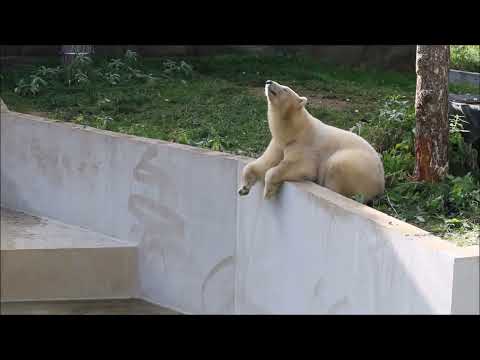 Видео: Белая медведица Белка походила на одной стороне вольера, потом перешла на другую 10.10.2024