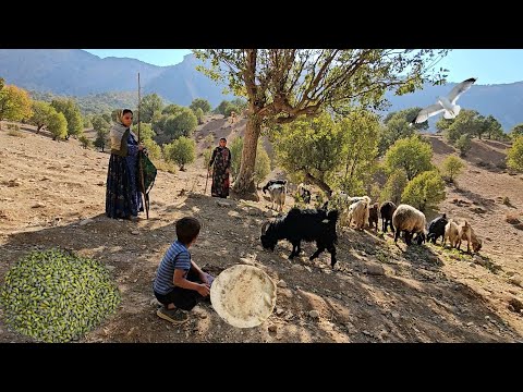 Видео: Кочевая жизнь: сбор желудей для приготовления традиционного хлеба и корма для домашних животных для