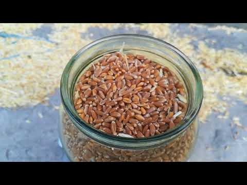 Видео: Замер натуры зерна пшеницы.