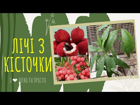 Видео: ЛІЧІ з КІСТОЧКИ : як виростити. 🌿🍒 Догляд за ЛІЧІ в домашніх умовах 🌿🍒🌿