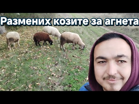Видео: Сбогувахме се с козите #animals #lamp #food #cooking 