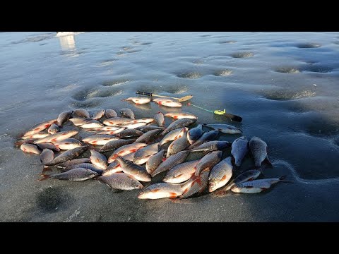 Видео: Белоярское водохранилище (Первая заводь).Чебак порадовал.