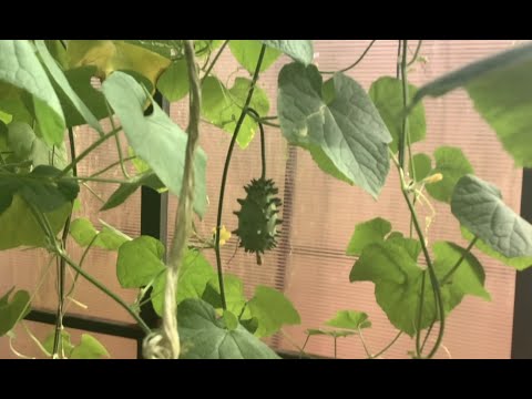 Видео: Помидоры - все!!! Начали завязываться кивано, момордика и бамия! 