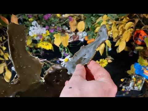 Видео: Чистка отношений , семьи и дома от врагов и колдовства!!! От нищеты эмоциональной, материальной.🫶👌✌️