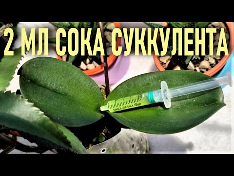 Видео: 2 МЛ СОКА СУККУЛЕНТОВ ДЛЯ ОРХИДЕЙ! СТРЕМИТЕЛЬНОЕ РАЗВИТИЕ, КАК РЕЗУЛЬТАТ!  КОРНИ, ЛИСТЬЯ, ЦВЕТОНОС👍!