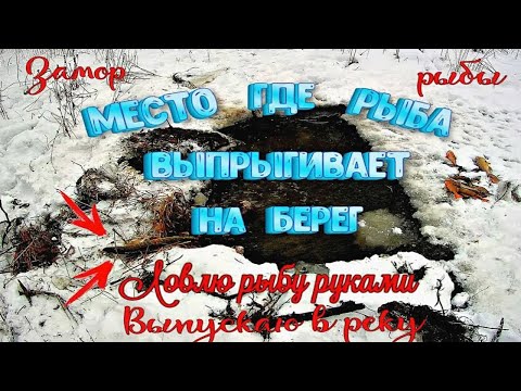 Видео: Такого вы ещё не видели Ловля рыбы руками Рыба выбрасывается на берег Замор рыбы зимой Спасаю рыбу
