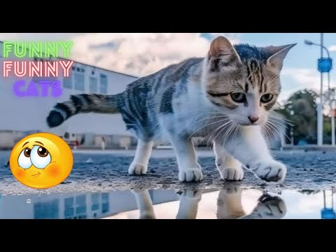 Видео: Смешные Видео с Котами 😺 Попробуй Не Смеяться – Лучшие на YouTube 😹 Часть 107 😂