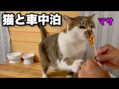Видео: Автомобильный кемпинг с кошкой на стоянке дома моих родителей, где возникла проблема