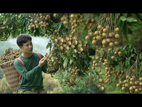 Видео: Собирайте лонган для продажи на рынке, зарабатывайте на строительство нового дома. Живите на природе