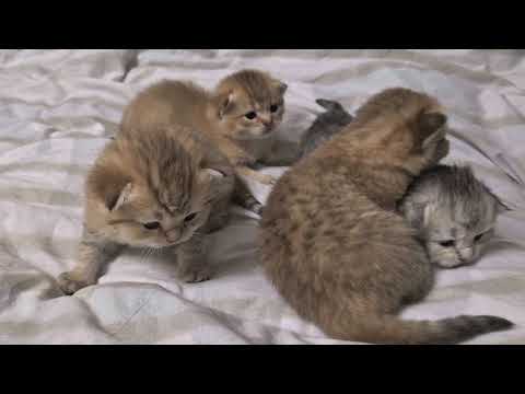 Видео: Ручные котята 😊