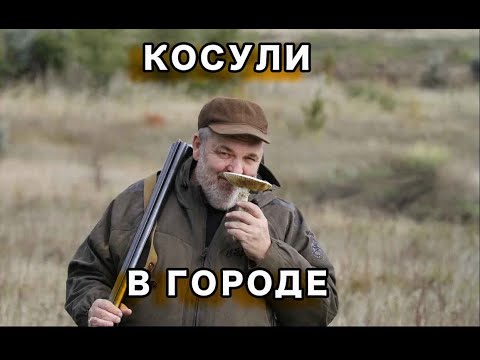 Видео: Косули в городе