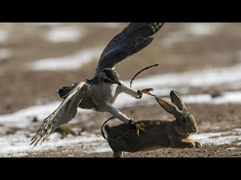 Видео: Как стать охотником 🤘🤘🤘 Легализация охоты с ловчими птицами 🦅🦅🦅 Всё адреса и контакты в описании 👍👍👍