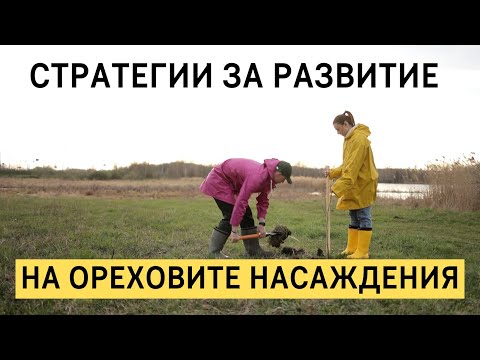 Видео: Как да развиете вашите орехови насаждения