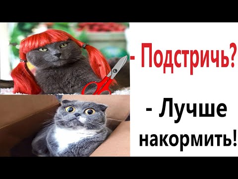 Видео: Лютые приколы. КОТ ПАРИКМАХЕР!!! Тест на психику! Засмеялся проиграл! – Domi Show!