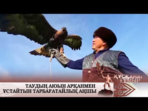 Видео: Аюға шалма салған "Шойтабан". «Құсқанат ғұмыр»