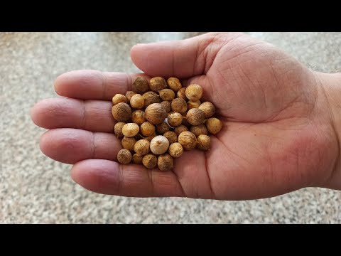 Видео: Как правильно сажать детки гладиолусов в открытый грунт весной