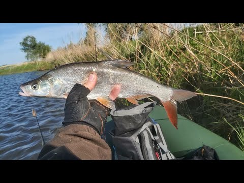 Видео: БЕШЕНЫЙ КЛЁВ МОНГОЛЬСКОГО КРАСНОПЁРА.Рыбалка на Ханкайских разливах.