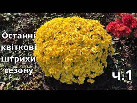 Видео: Останні квіткові штрихи сезону. ч.1