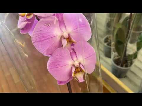 Видео: Завоз орхидей по 39руб! Новые фаленопсисы и цветонос из точки роста спустя месяц поставки орхидей 🌸