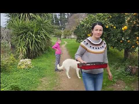 Видео: 57. Праздничные хлопоты на апельсиновом хуторе.