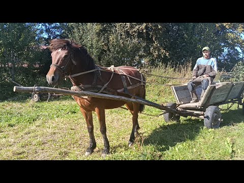 Видео: 🥁МОЛОДА КОБИЛА💥ТА ЛОШАК ЗМІНЯТЬ МІСЦЕ ПРОЖИВАННЯ 🎯🚨🐎