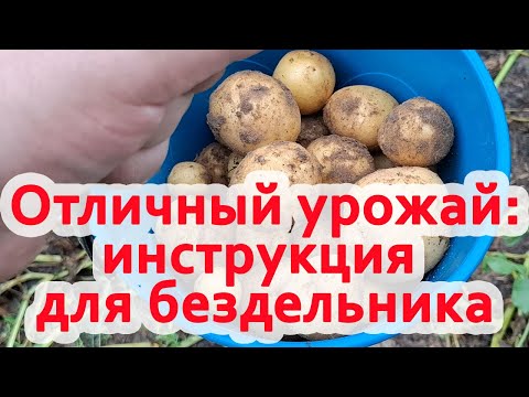 Видео: Очень простой и проверенный способ посадки картошки. Урожай хорош!