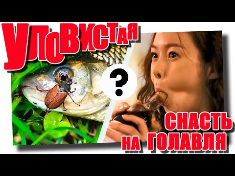 Видео: Уловистая снасть на голавля #ловляголавля #голавль #снасти
