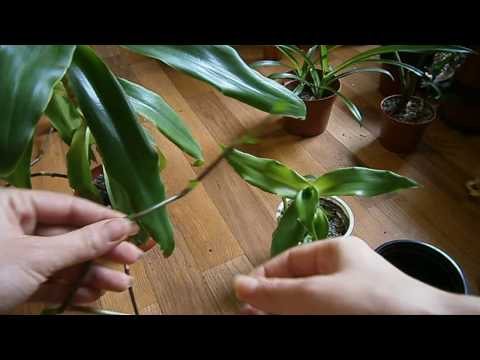 Видео: Золотой ус ( Каллизия душистая ).